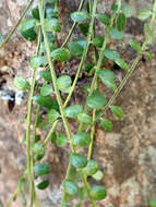 Image of Sophora microphylla var. longicarinata (G. Simpson) Allan