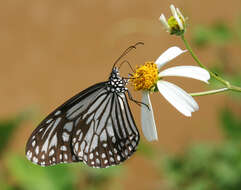 Imagem de Parantica aglea melanoides