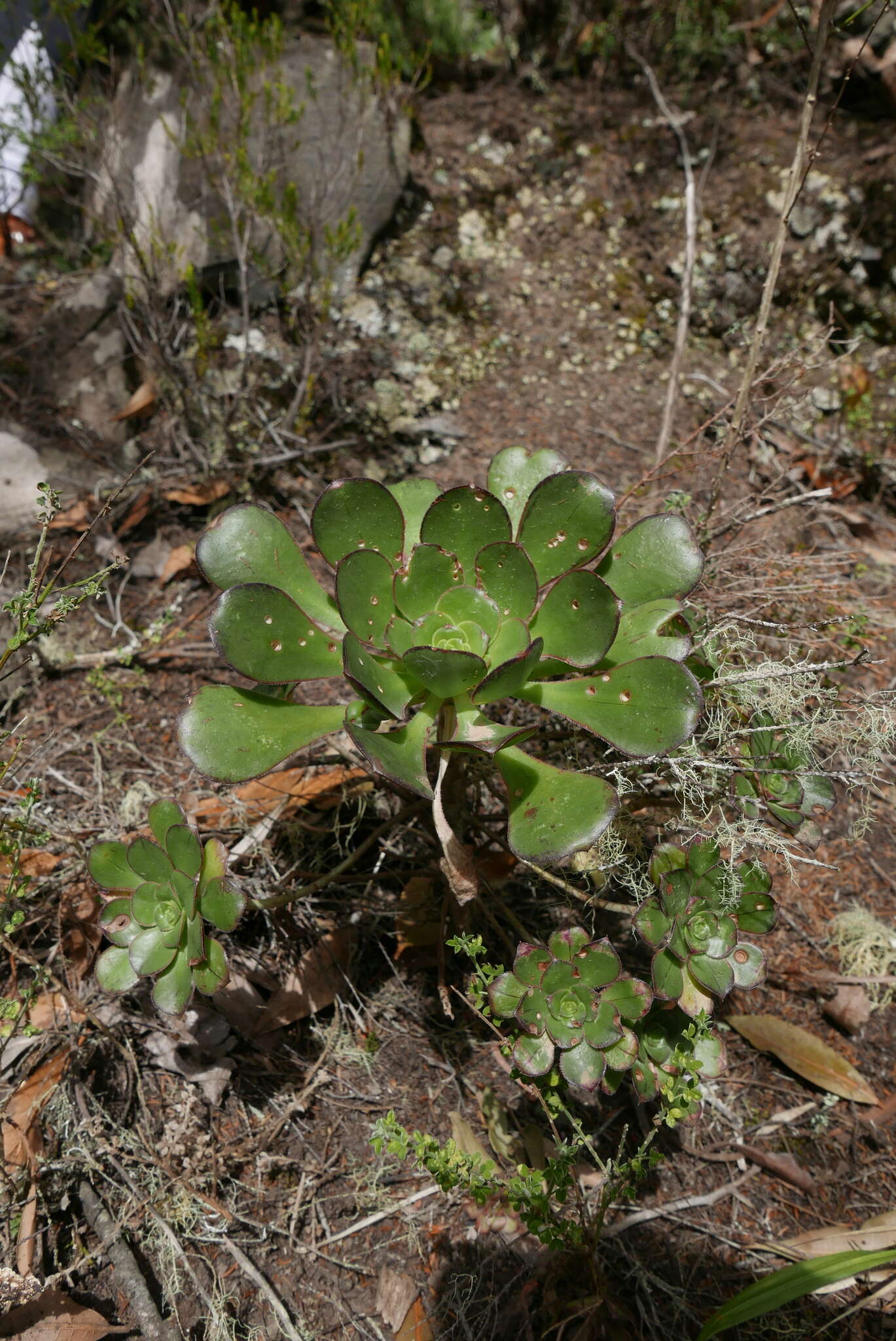 Image of Aeonium ciliatum (Willd.) Webb & Berth.