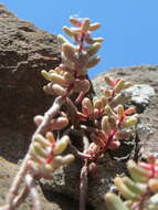 Image of White Stonecrop