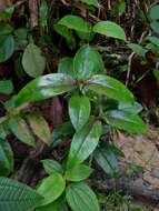 Image of Oldenlandia cristata