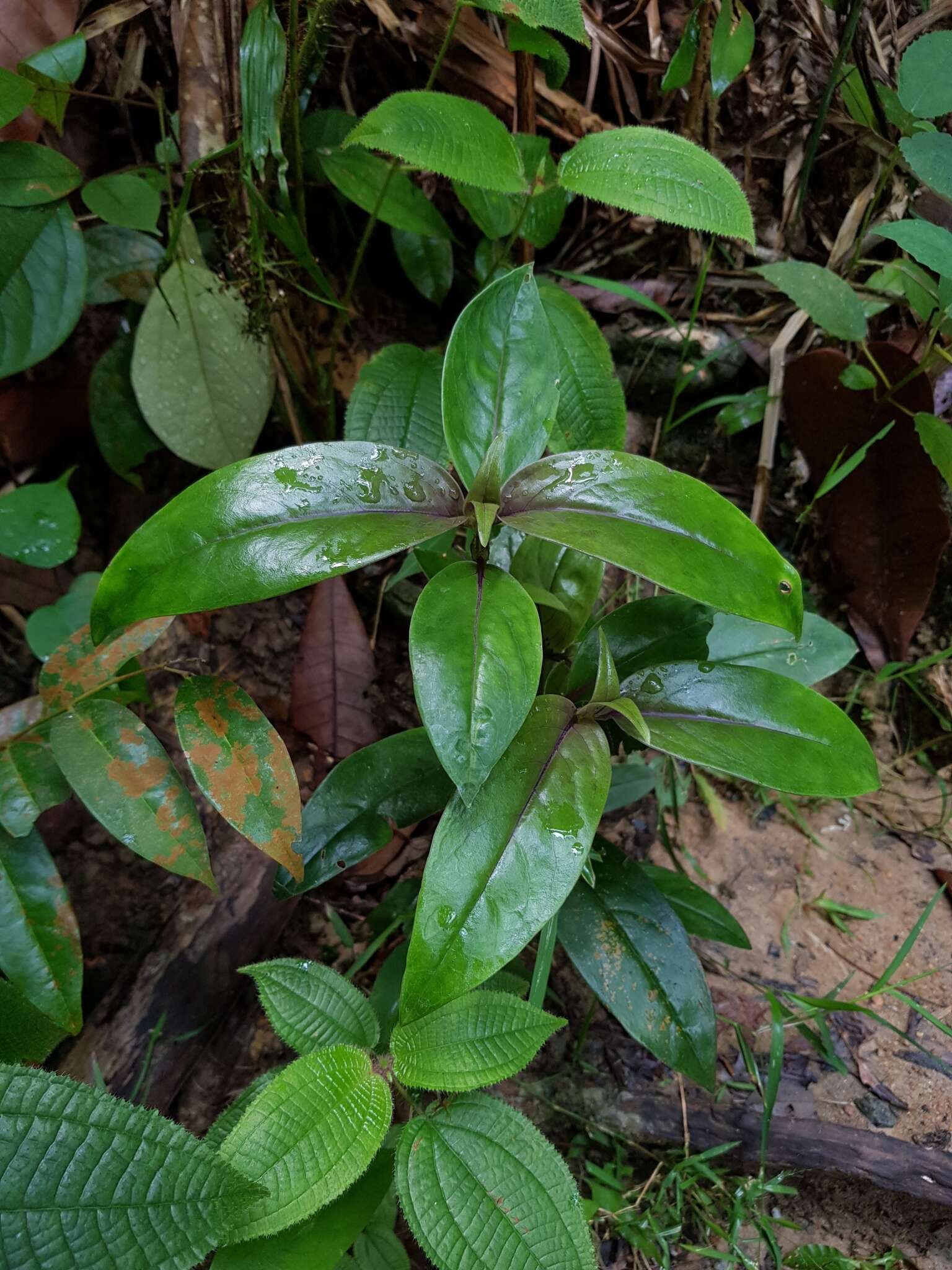 Image of Oldenlandia cristata