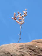 Image of White Stonecrop