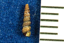 Image of Metaxia convexa (Carpenter 1856)