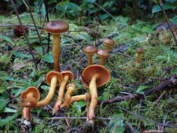 Слика од Cortinarius aurantiobasis Ammirati & A. H. Sm. 1977