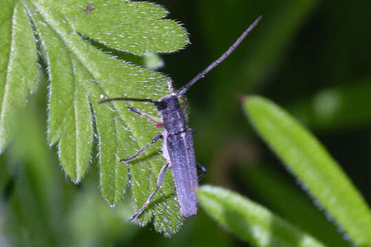 Image of Umbellifer Longhorn