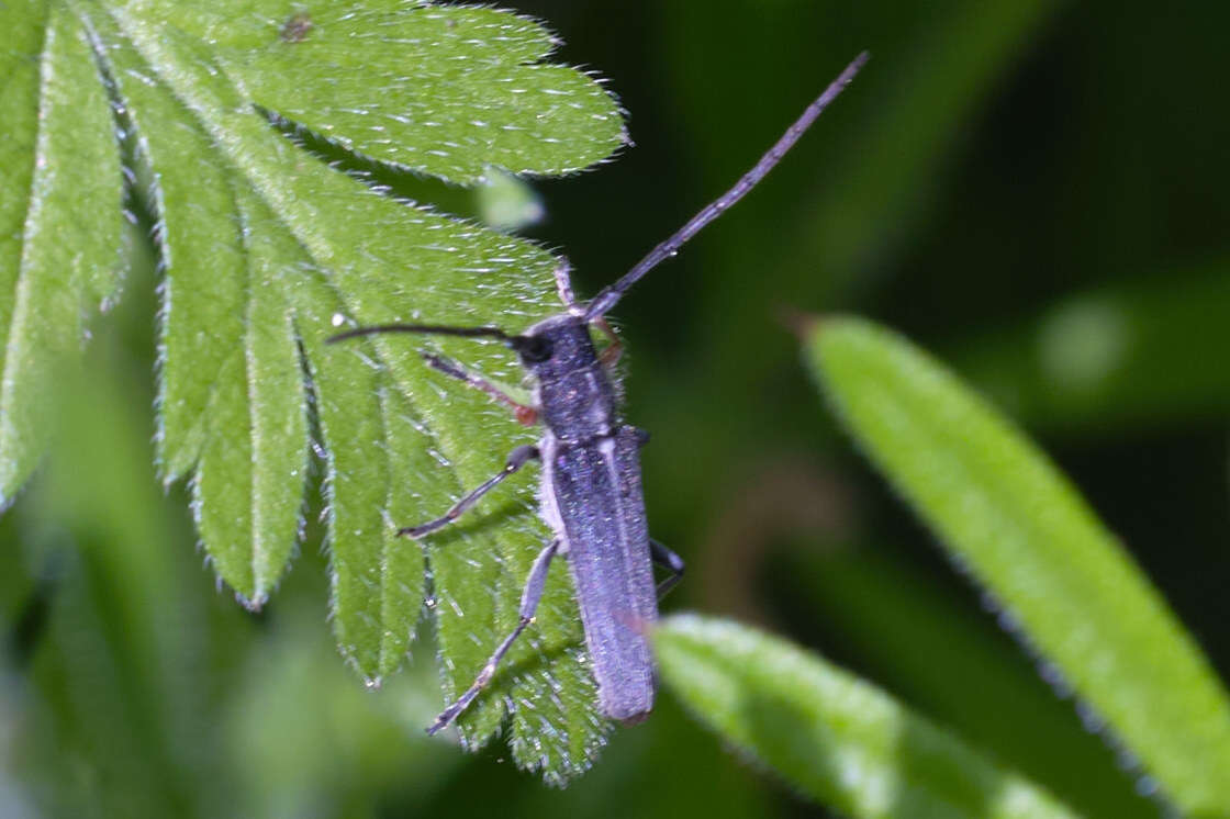 Слика од Phytoecia cylindrica (Linné 1758)