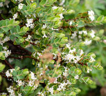 Image of Pimelea axiflora subsp. alpina (Benth.) Threlfall