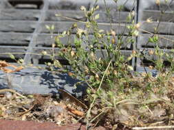 Image of Thyme-leaved Sandwort