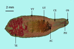 Image of Clonorchis sinensis