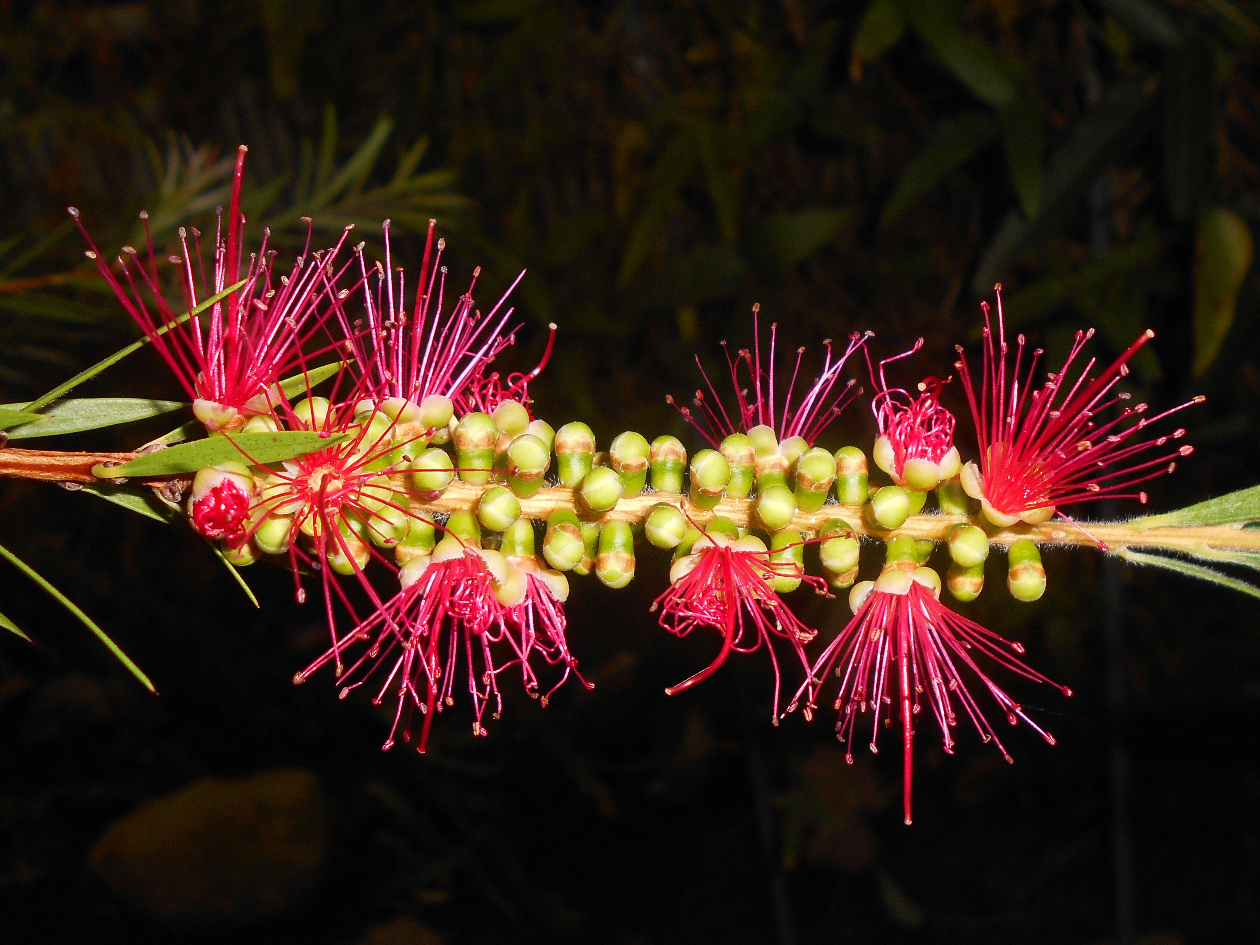 صورة Callistemon rigidus R. Br.