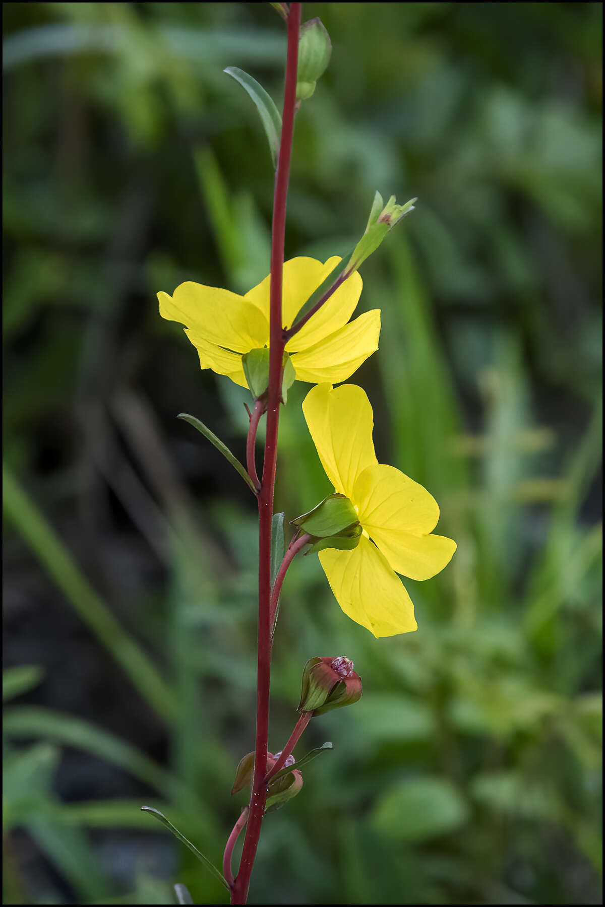 Image of Seaside Primrose-Willow