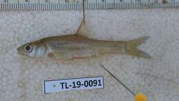 Image of Straightfin Barb