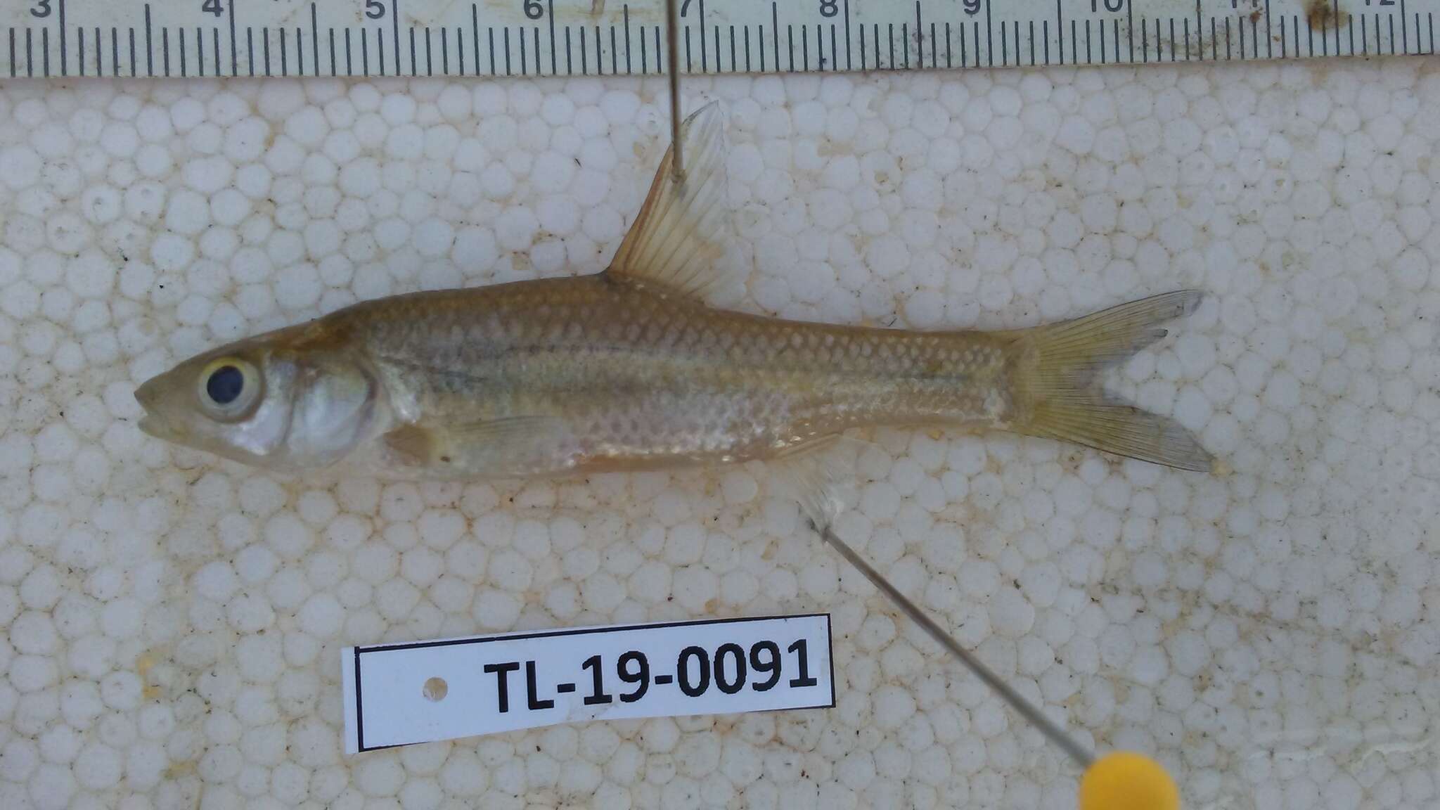 Image of Straightfin Barb