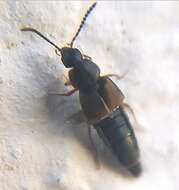 Image of Oxypoda (Oxypoda) acuminata (Stephens 1832)