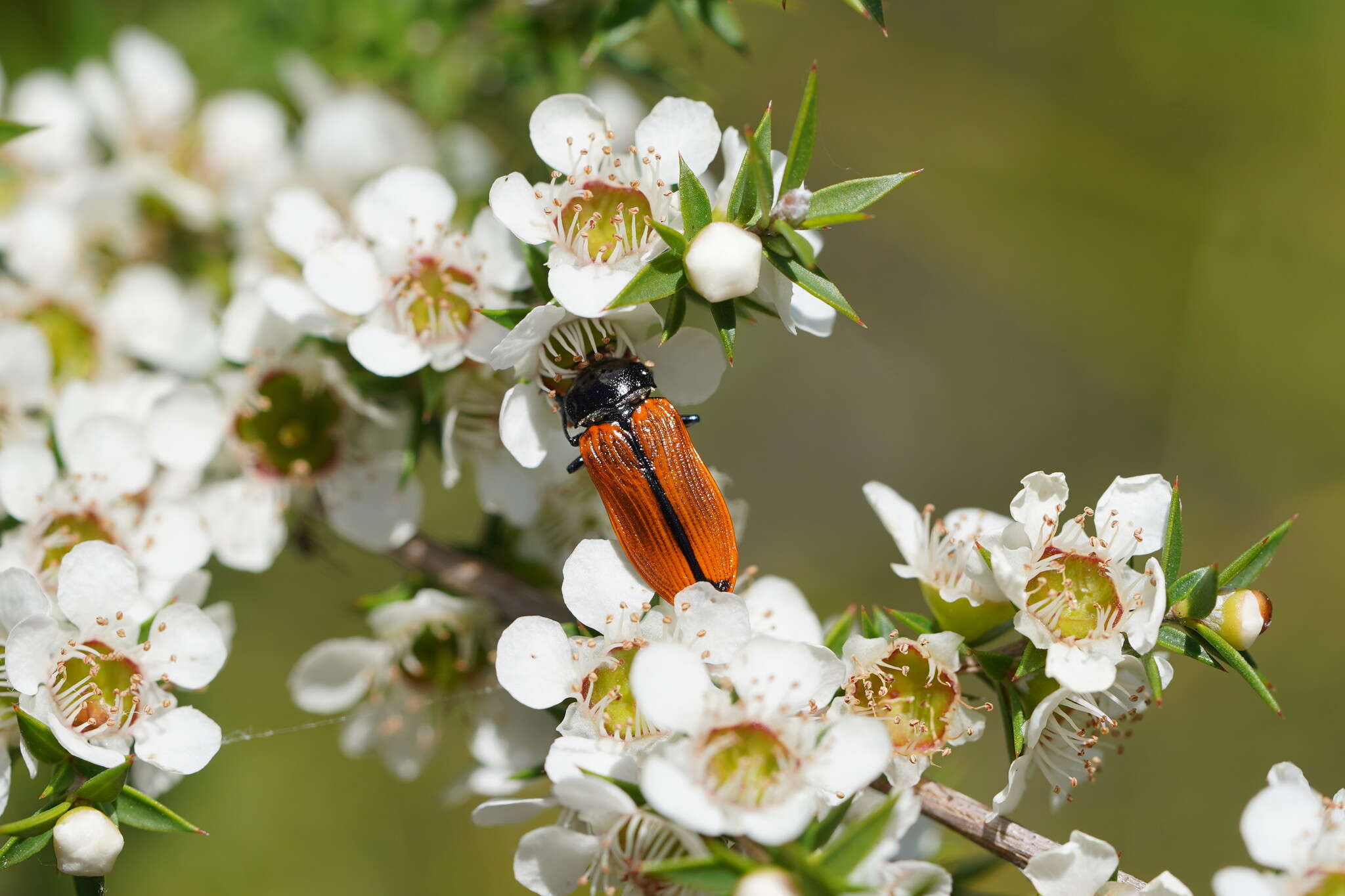 Image of Castiarina rufipennis (Kirby 1818)