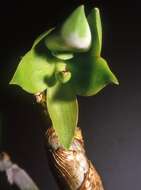 Cycnoches egertonianum Bateman的圖片