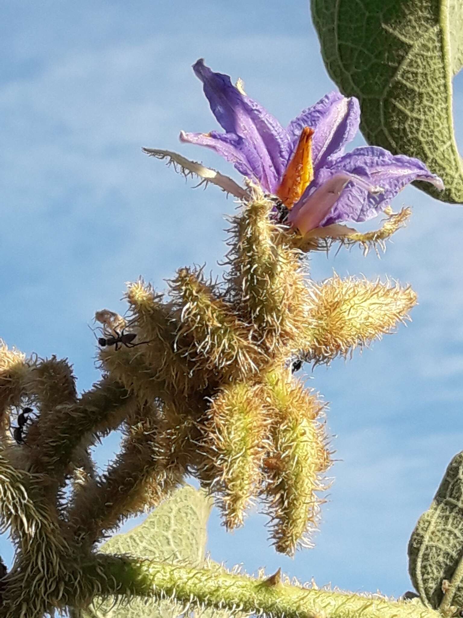 Image of Solanum lycocarpum A. St.-Hil.