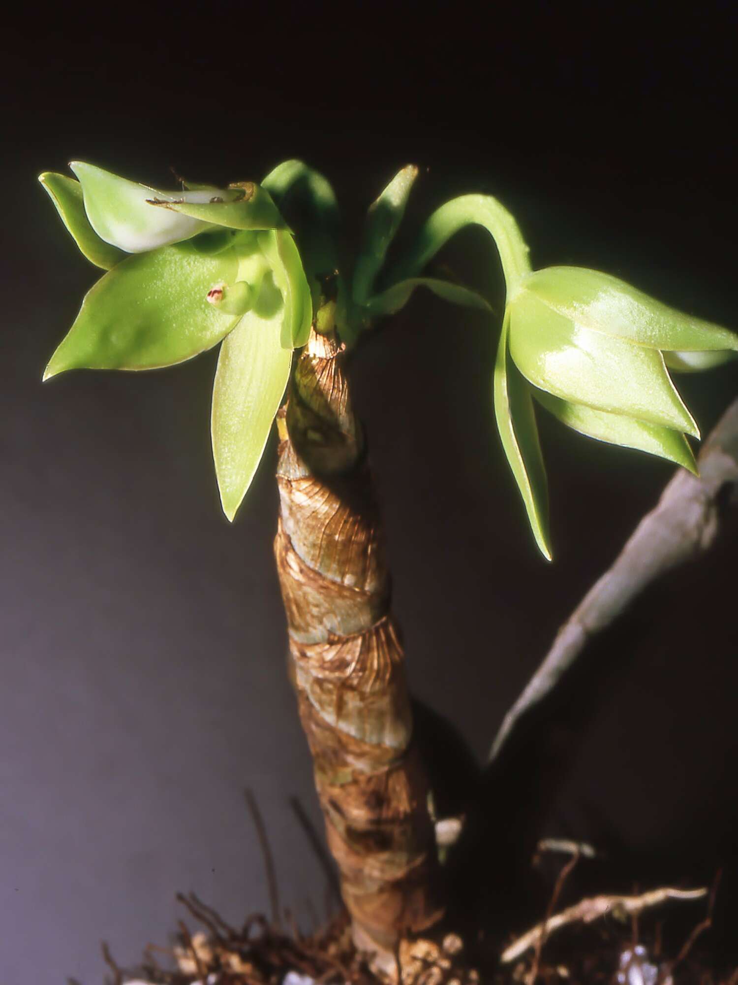 Cycnoches egertonianum Bateman的圖片