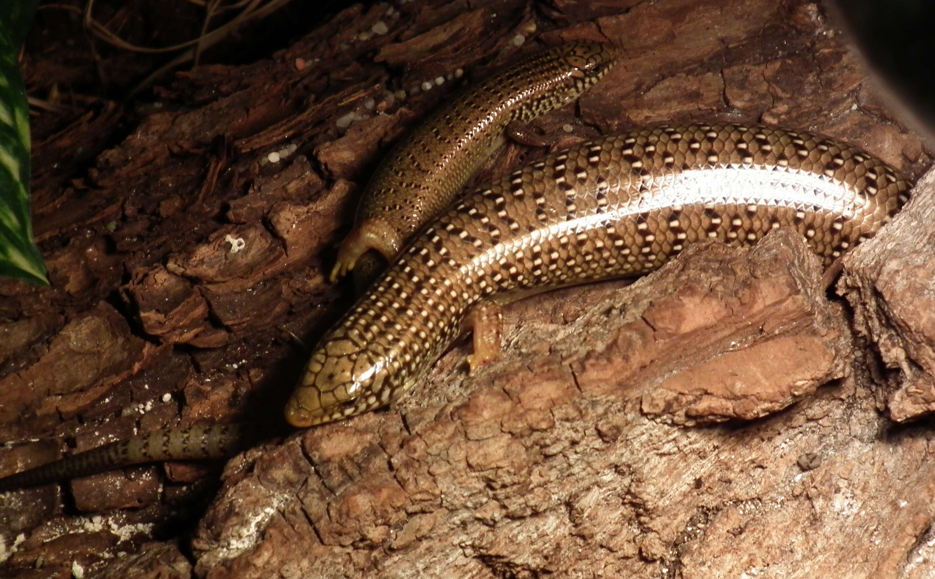 Image of Ocellated Bronze Skink