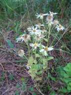 Image of Pine-Barren Nodding-Aster