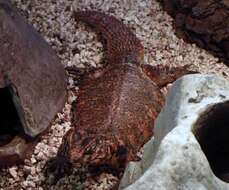 Image of Saharan spiny-tailed lizard