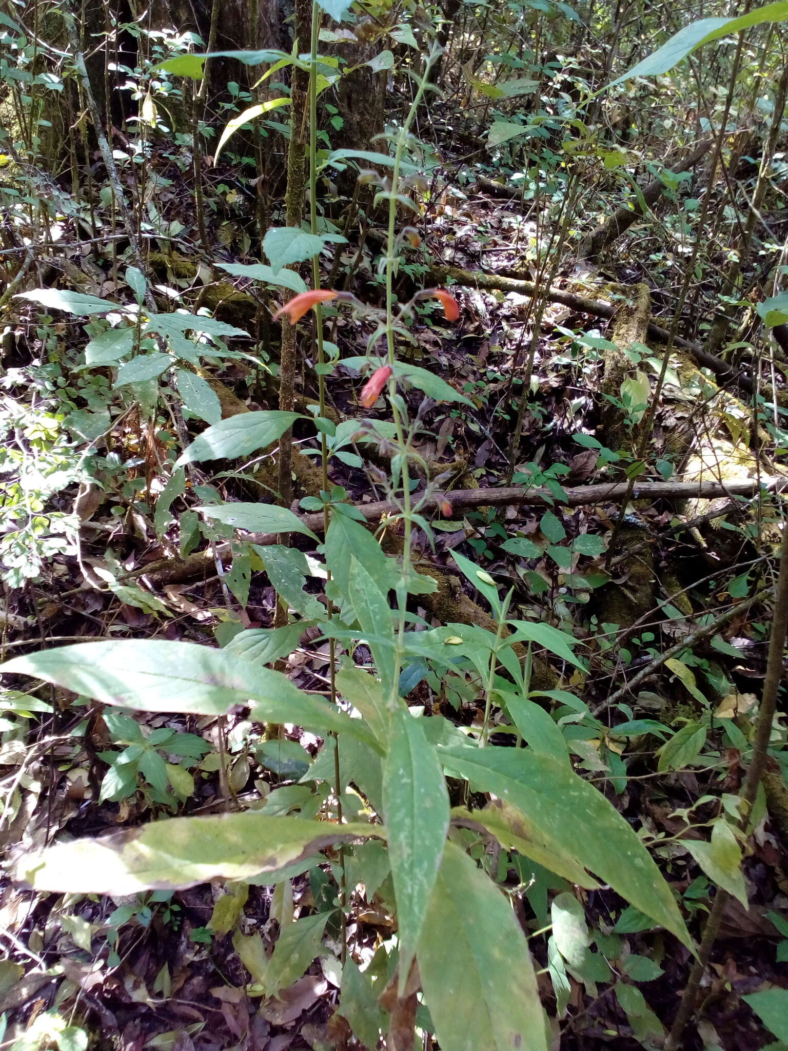 Image of Lepechinia nelsonii (Fernald) Epling