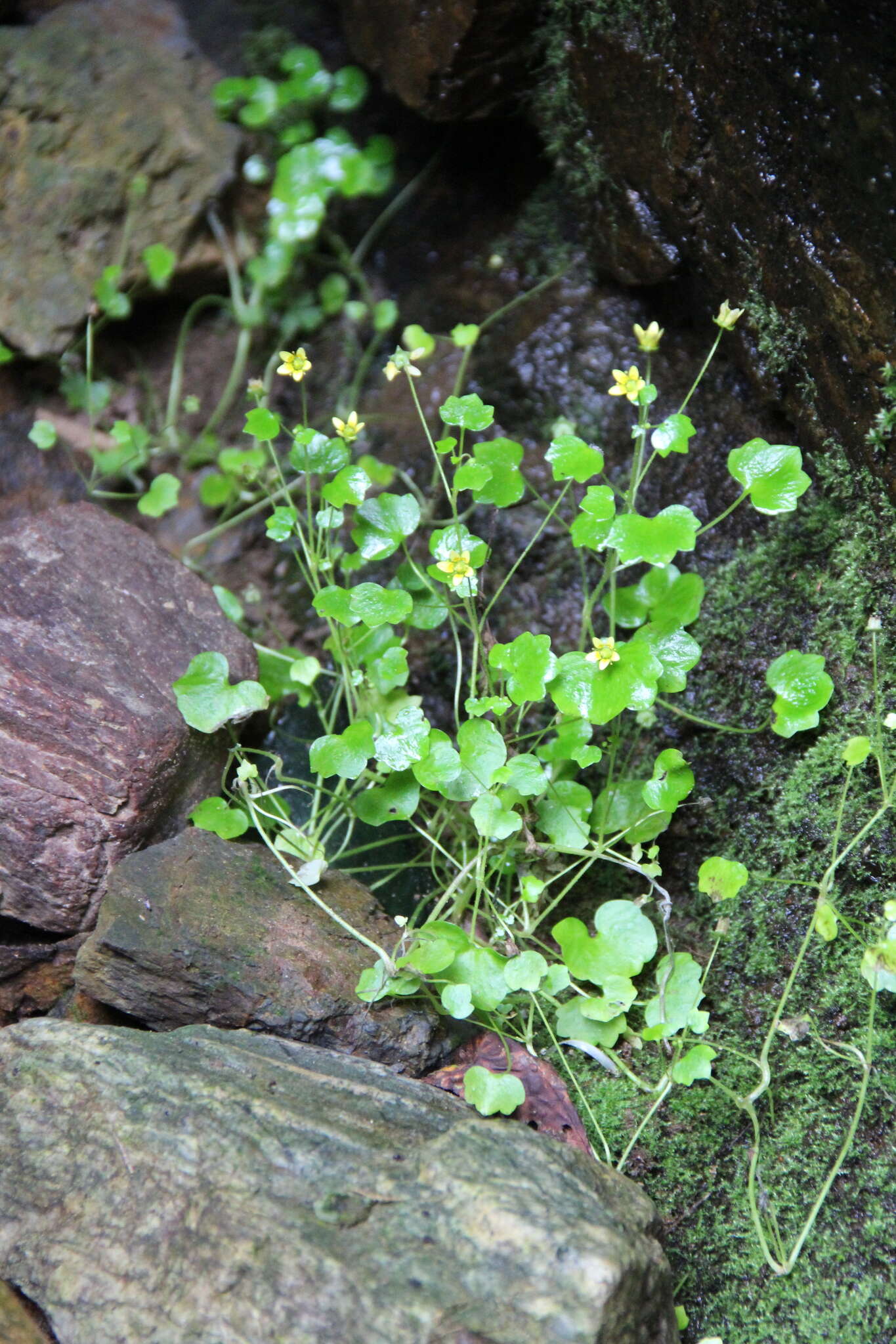 Plancia ëd Saxifraga cymbalaria L.