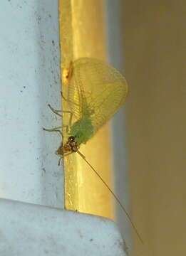 Image of Goldeneyed Lacewing