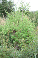 Image of Lonicera iberica M. Bieb.