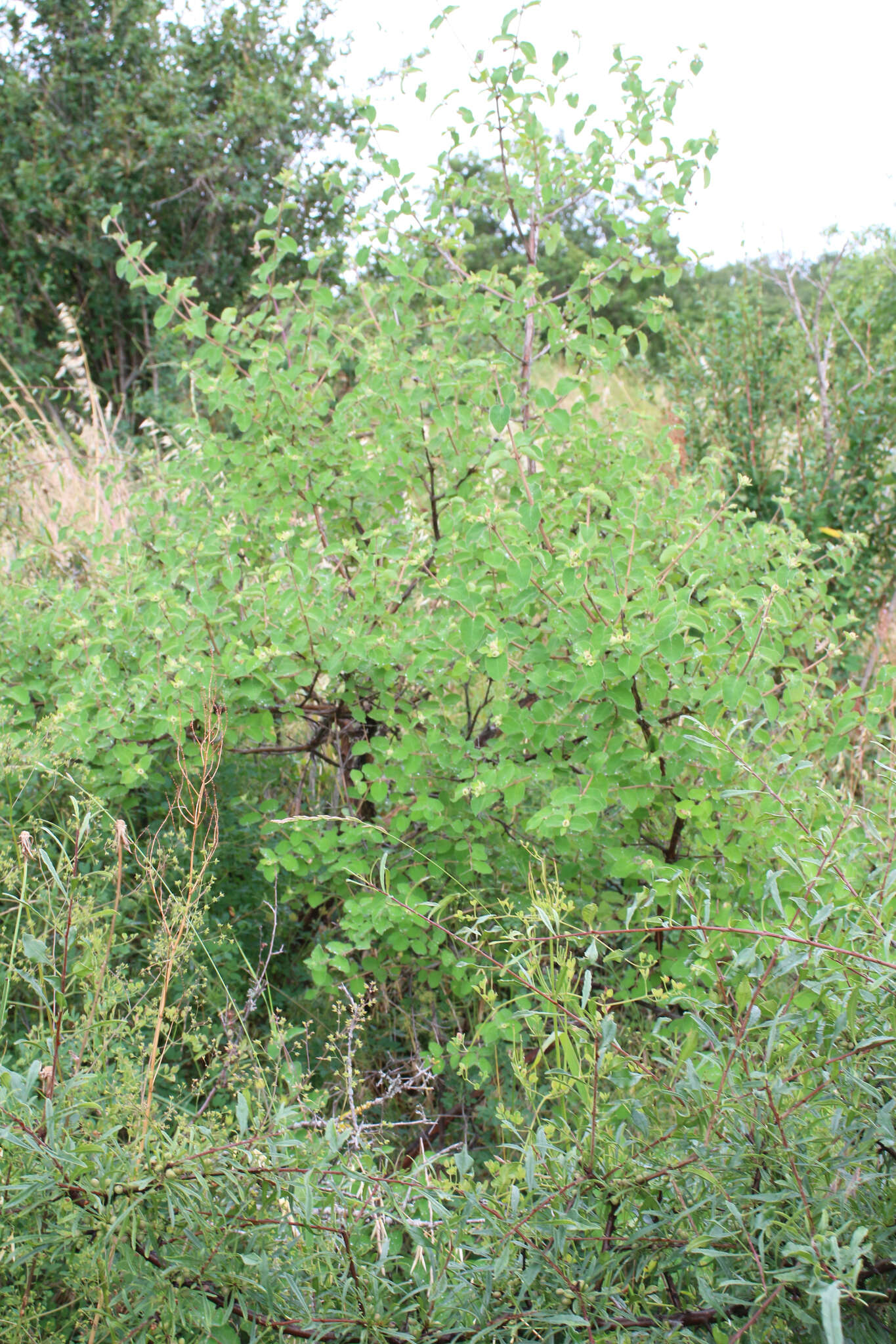 Image de Lonicera iberica M. Bieb.