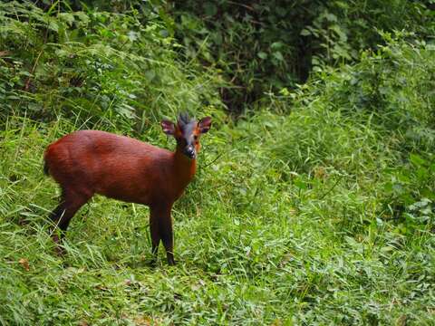 Image of Black-fronted Duiker