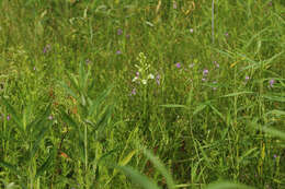 Image of Eastern prairie fringed orchid