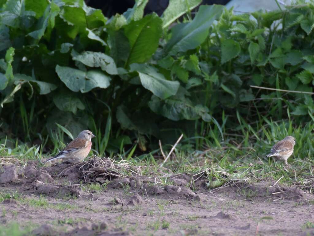 Image of Linnets