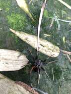 صورة Dolomedes nigrimaculatus Song & Chen 1991