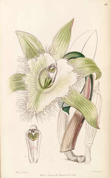 Image of Rhyncholaelia digbyana (Lindl.) Schltr.