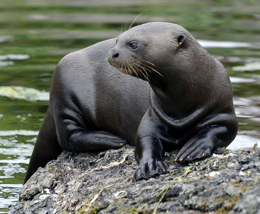 Image of giant otter