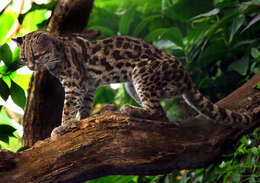 Image of Margay