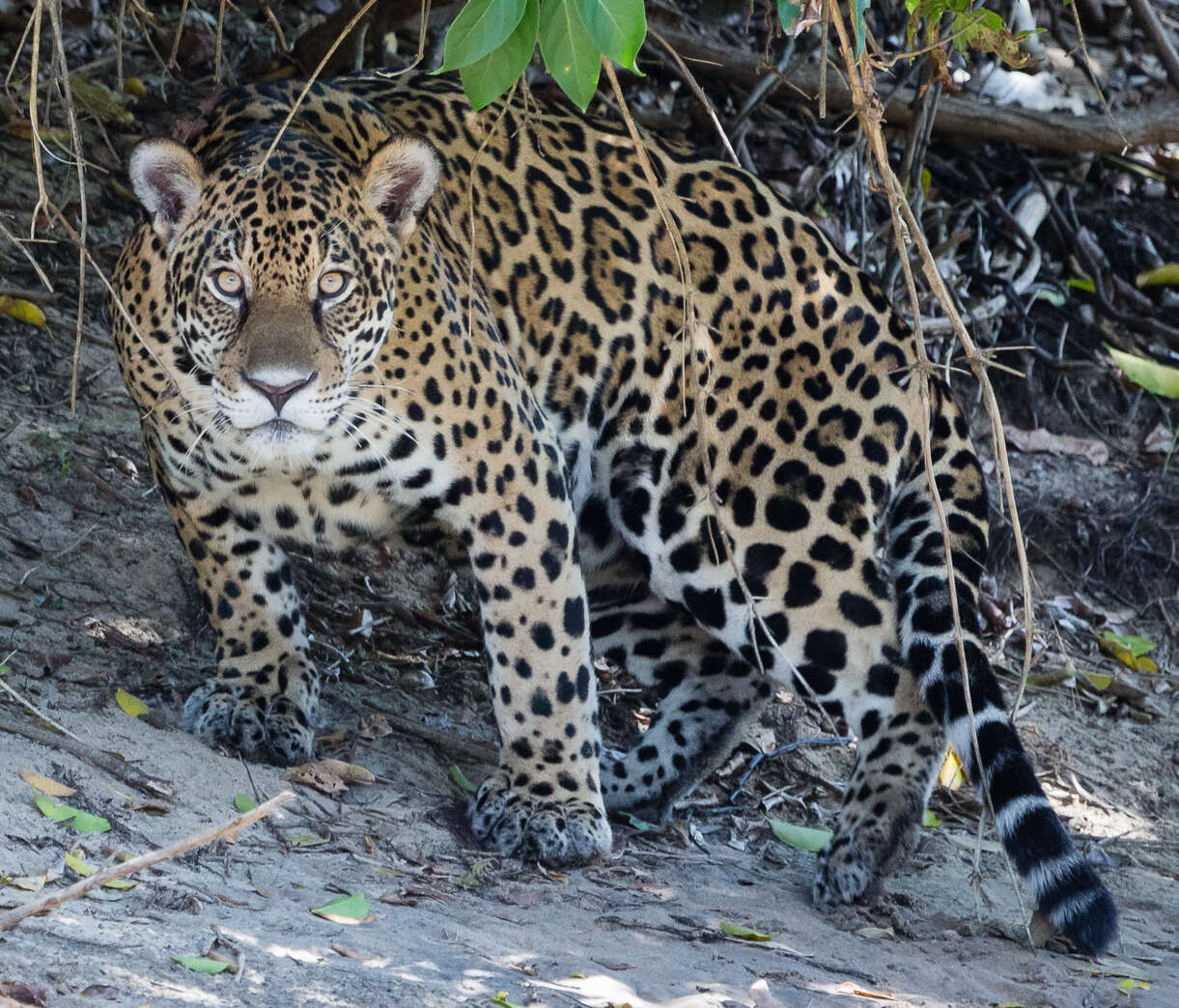 Imagem de Panthera onca palustris (Ameghino 1888)