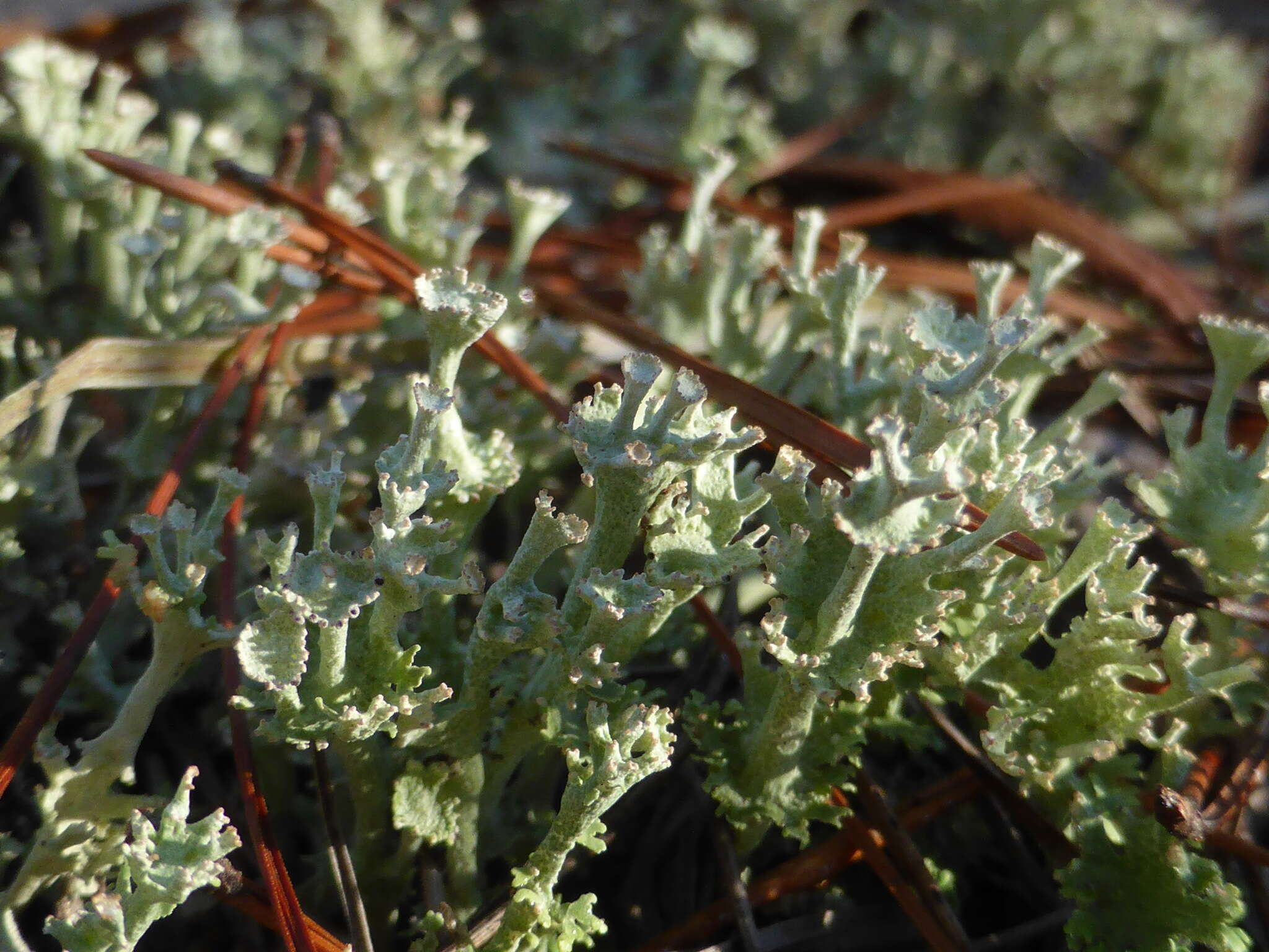 Imagem de Cladonia rappii A. Evans