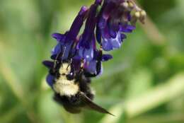 Image of Van Dyke Bumble Bee