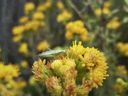 Image of Prairie Tree Cricket