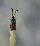 Image of Zygaena punctum Ochsenheimer 1808