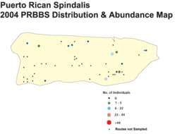 Image of Puerto Rican Spindalis