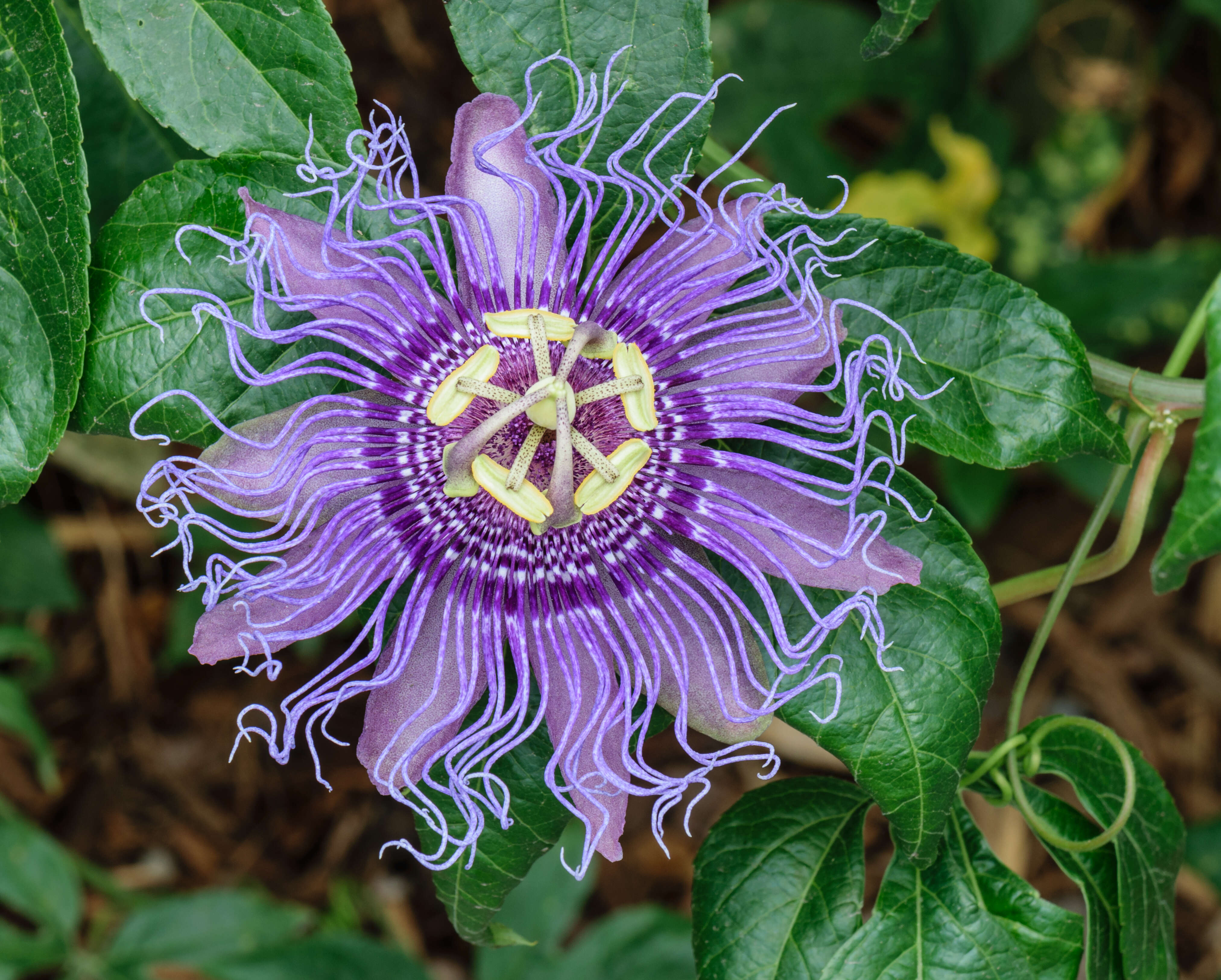 Plancia ëd Passiflora incarnata L.