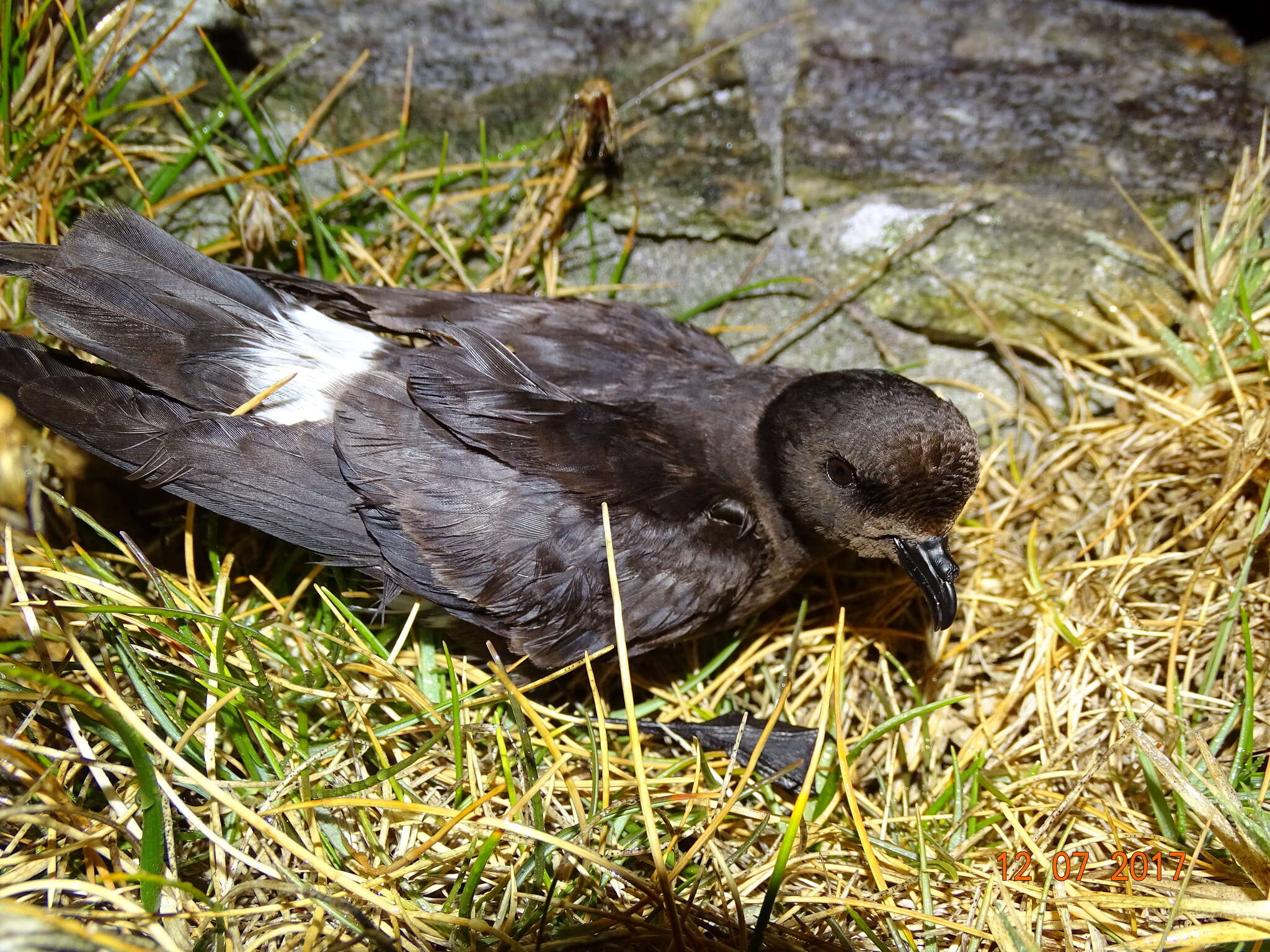 Image of British Storm Petrel