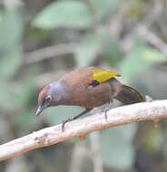 Image of Malayan Laughingthrush