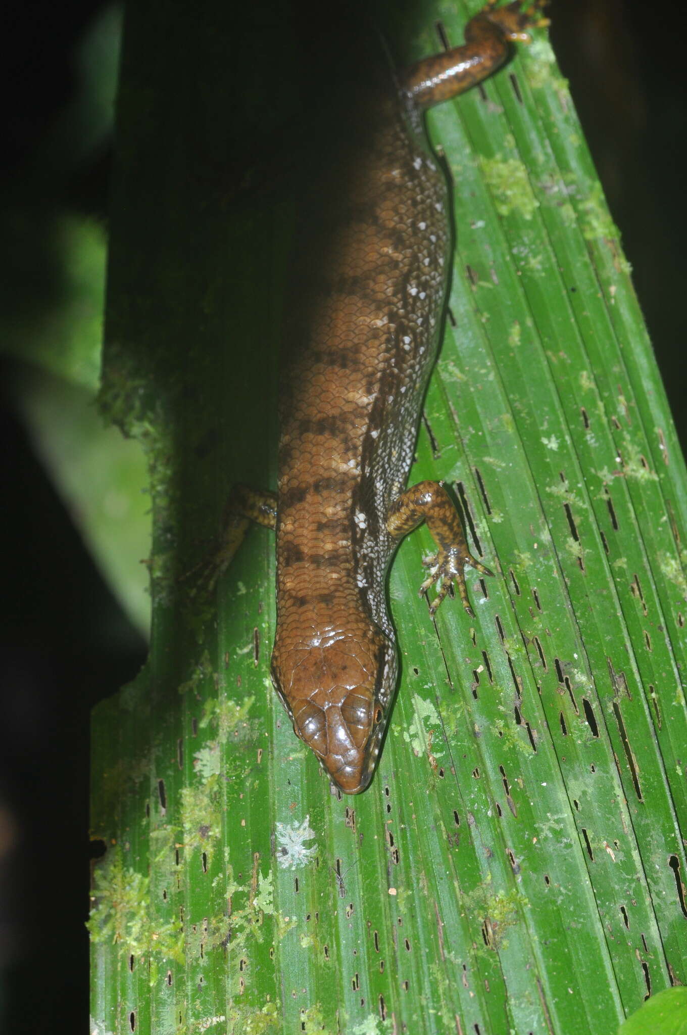 Image of Beccari's Keeled Skink