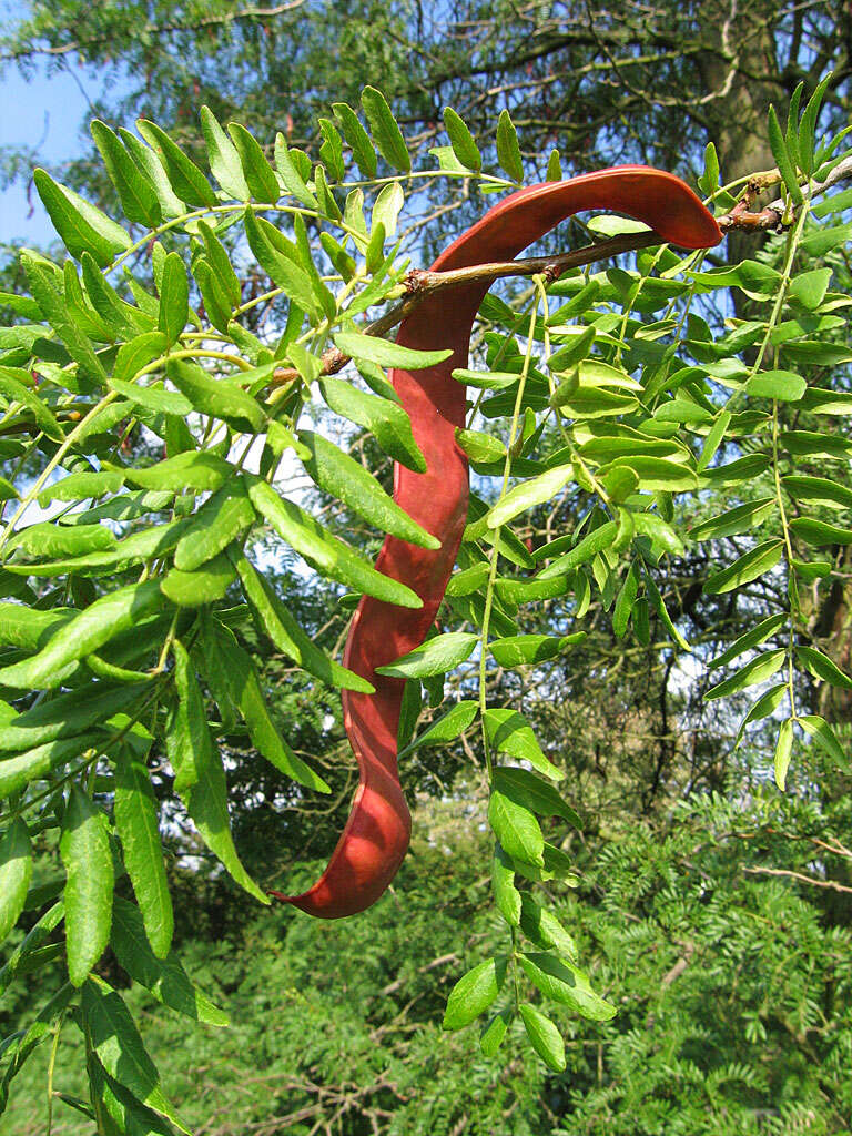 Image of Honey Locust