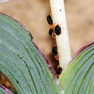 Image of Ixia macrocarpa Goldblatt & J. C. Manning